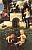 Bocklin Arnold - Vita Somnium Breve.jpg Bocklin Arnold - Vita Somnium Breve.jpg